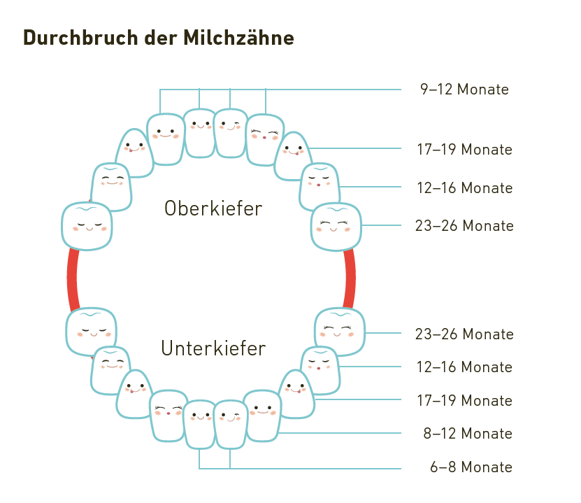 Durchbruch Milchzähne