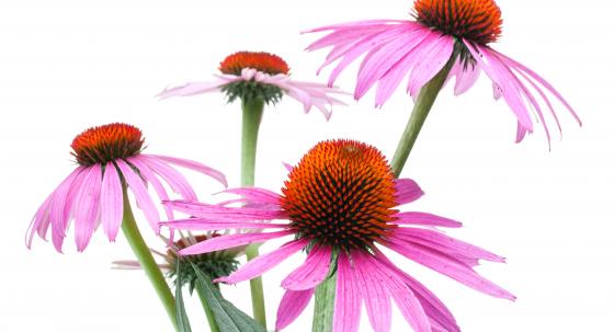 Echinacea