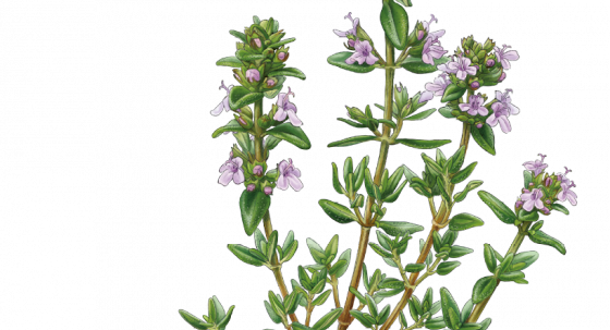 Thymian