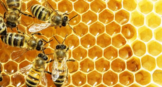 Bienen