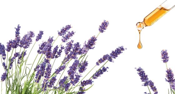 Lavendel