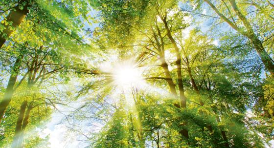 Sonne